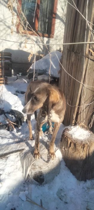 Продам тазы сучки