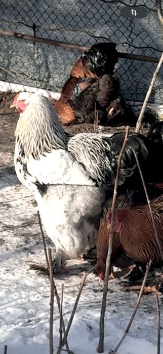 Perechi BRAHMA POTARNICHIU și HD ( 1+1 ) !!!