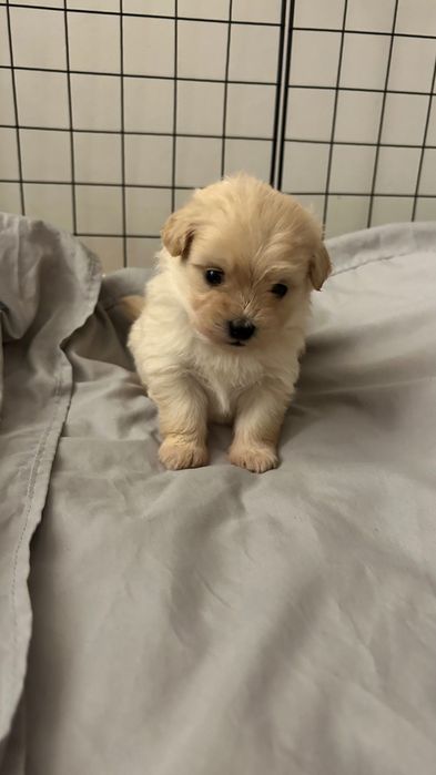 Щенок Мальтипом - мальчик