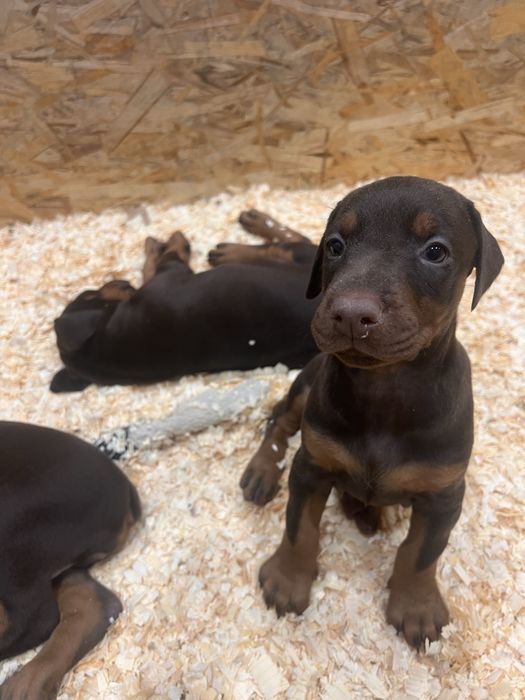 Шенки добермана все документы