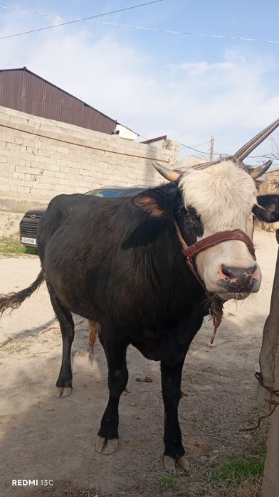 3 та Хукзлар сотилади