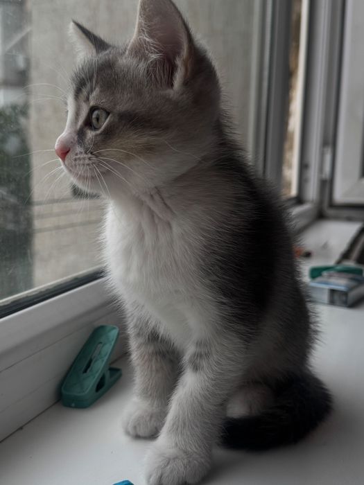 Котенок породистый