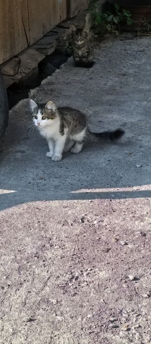 Срочно  котятам нужен дом.