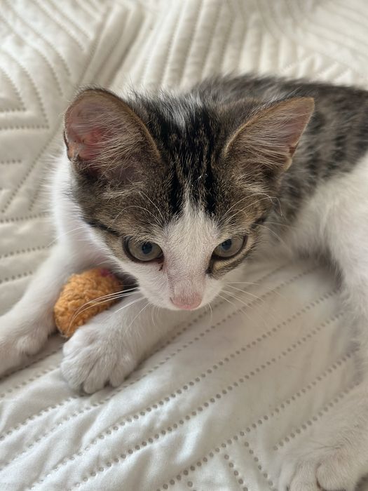 Котенок 2 месяца