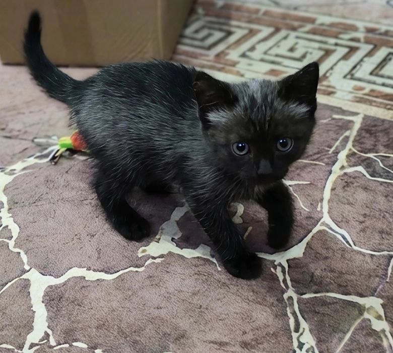 Котенок - (кошечка).