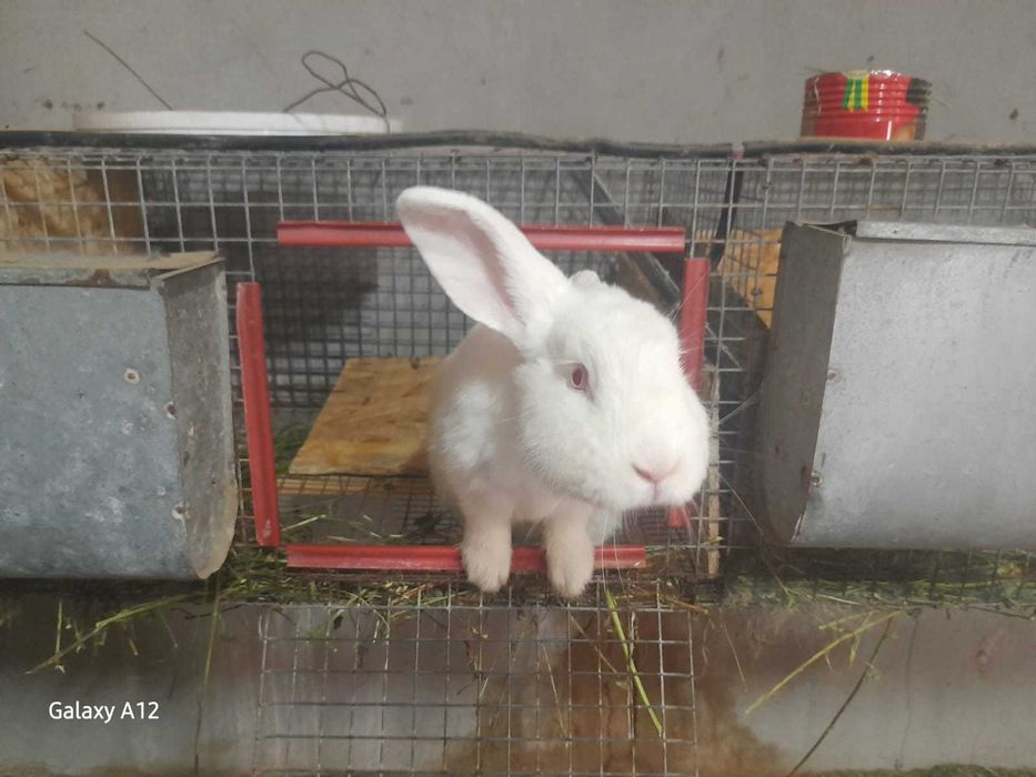 Iepuri Neozeelandezi de carne!