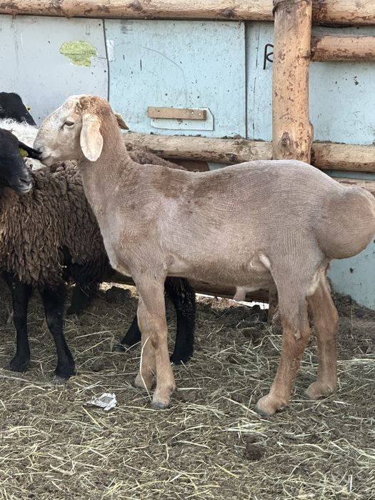 продам Арашан кошкар 11 месяцев