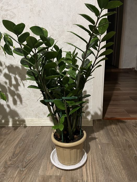 Замиакулькас долларовое дерево