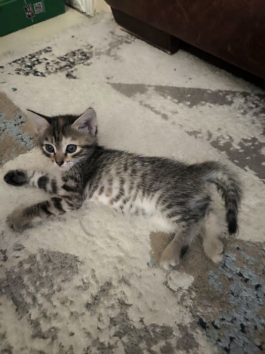 Котята в добрые руки!!