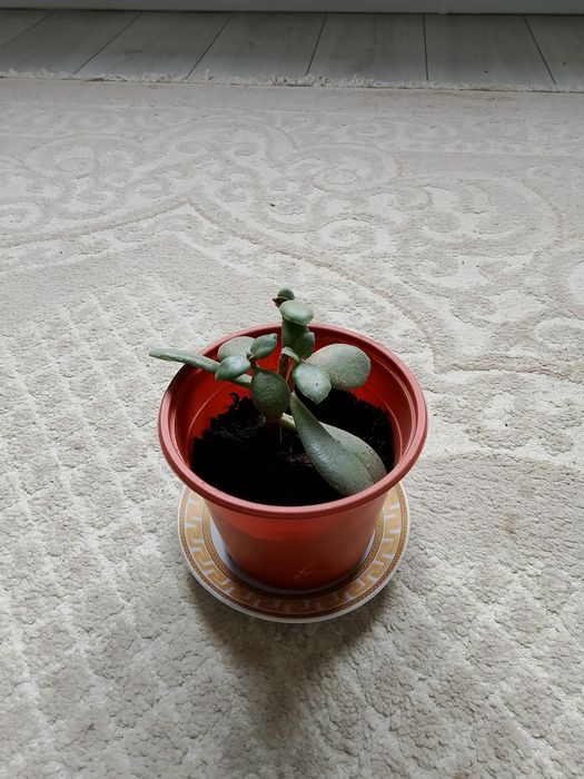 Кепілдік берілмейді.