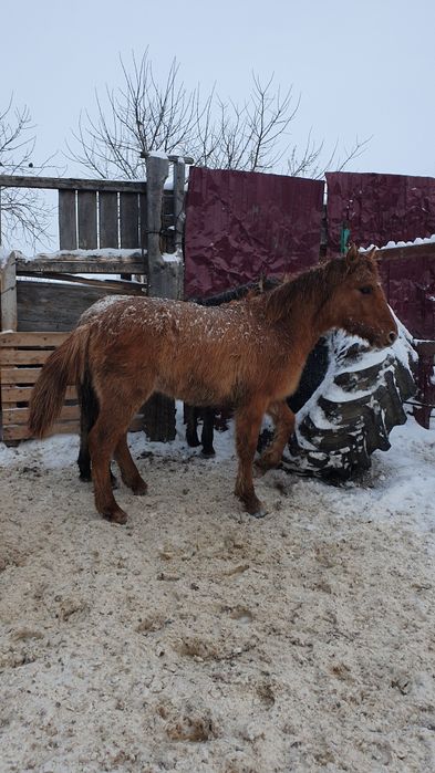 Жабағы Еркек сатылады.
