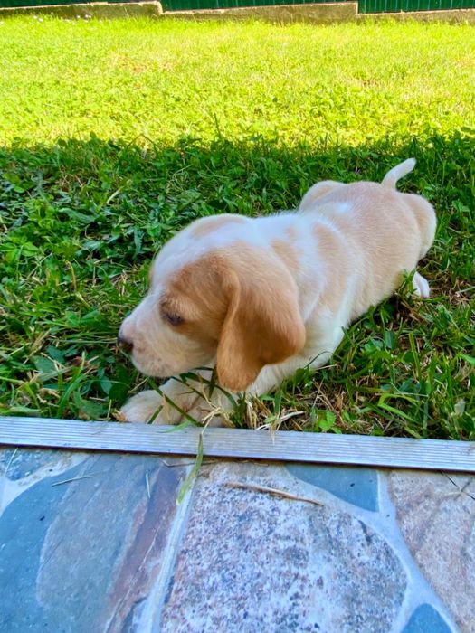 Beagle   cățeluș
