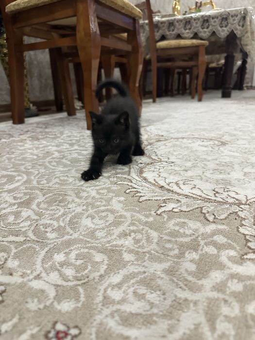 Aqilli uynoqi mushukchalar