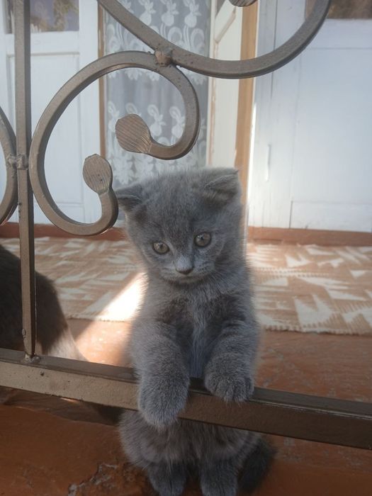 Мальчик висловух