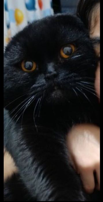 Vyazka skottish fold