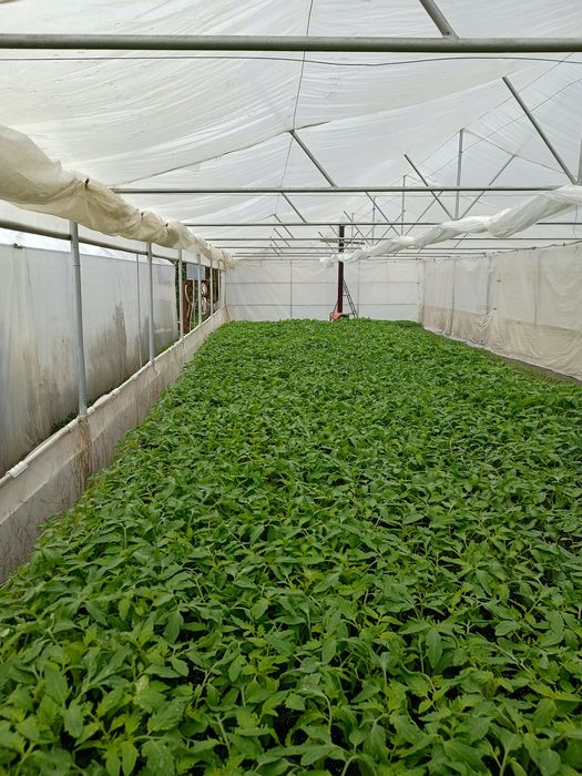 Rasaduri profesionale