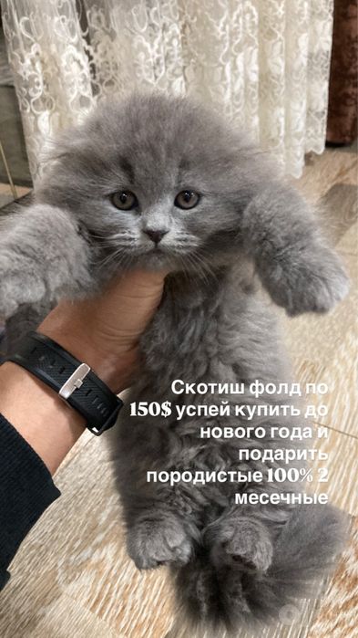Скотиш фолд и страйт