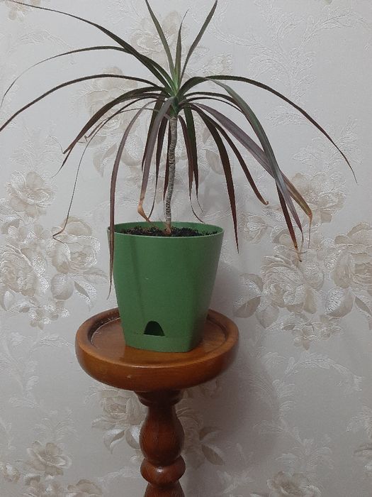 Драцена окаймленная (маргината)