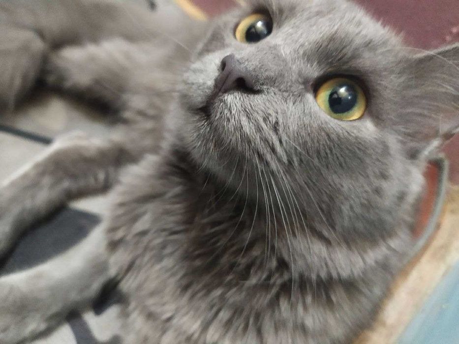 кот отдаем срочно