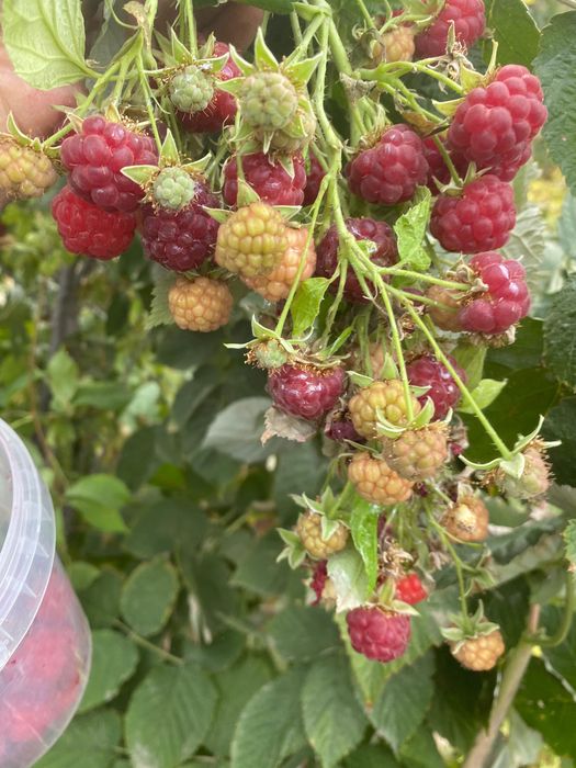 Саженцы малины крупноплодной