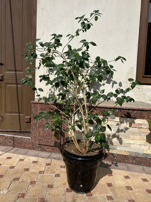 Gullar sotiladi 220 mindan keliwiladi