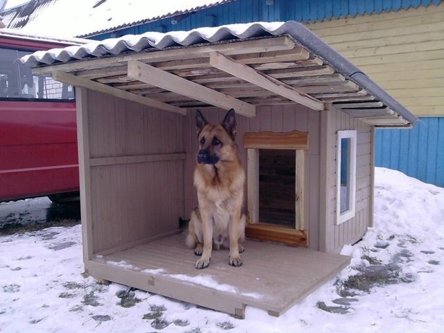 Бутка для собак разные виды