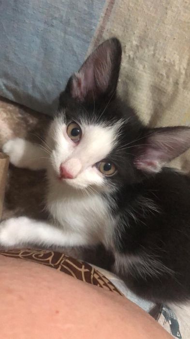 Дарю котят, 2.5 месяца