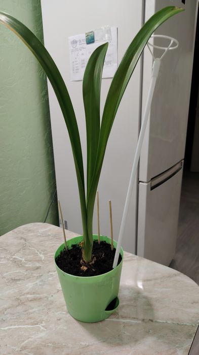 Продам цветы. Гипеаструмы