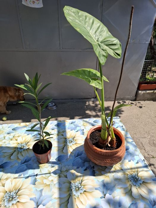 Leandru 50 cm + urechile elefantului