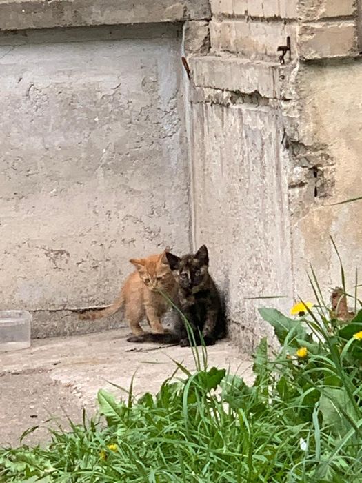 Отдам котят бесплатно
