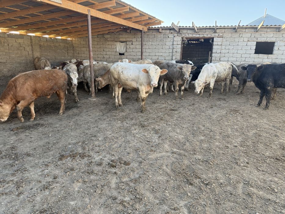 Еркек бұқалар 28 бас