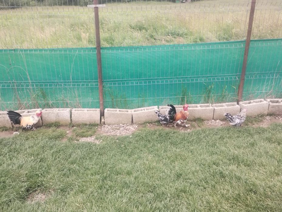 Vând diverse pasari