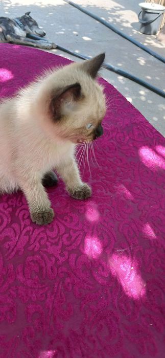 Продаётся сиамский котята