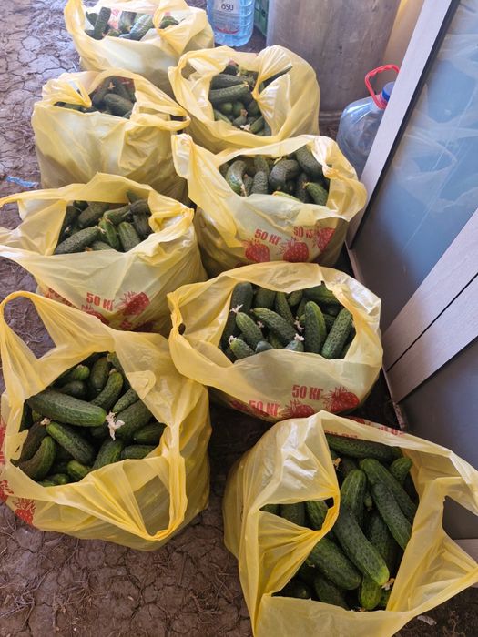 Продам Огурцы с поля