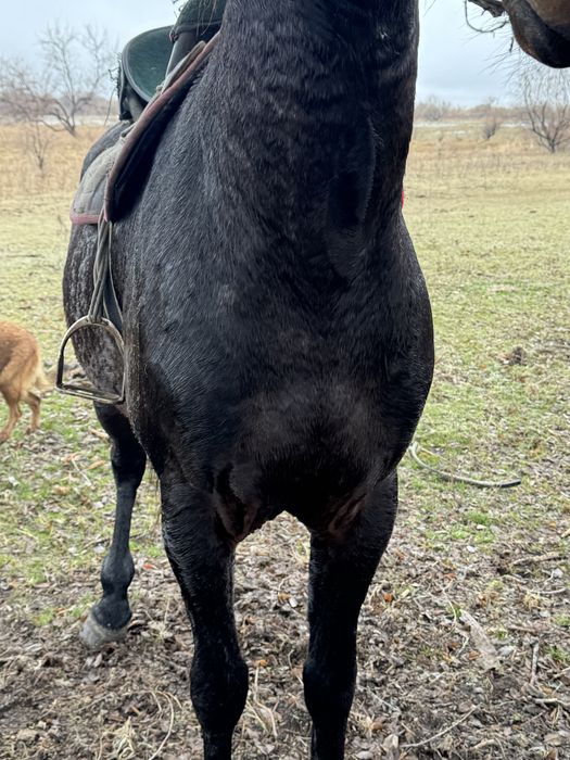 Айғыр сатыладыыы