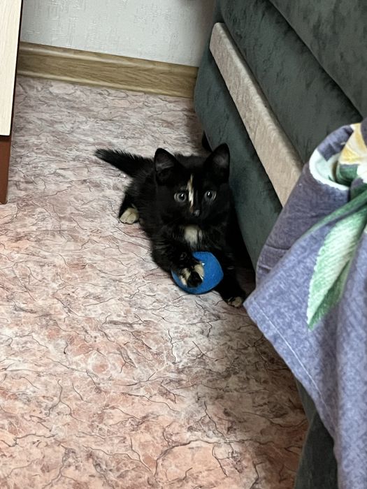 ВЫКИНУЛИ котенка!