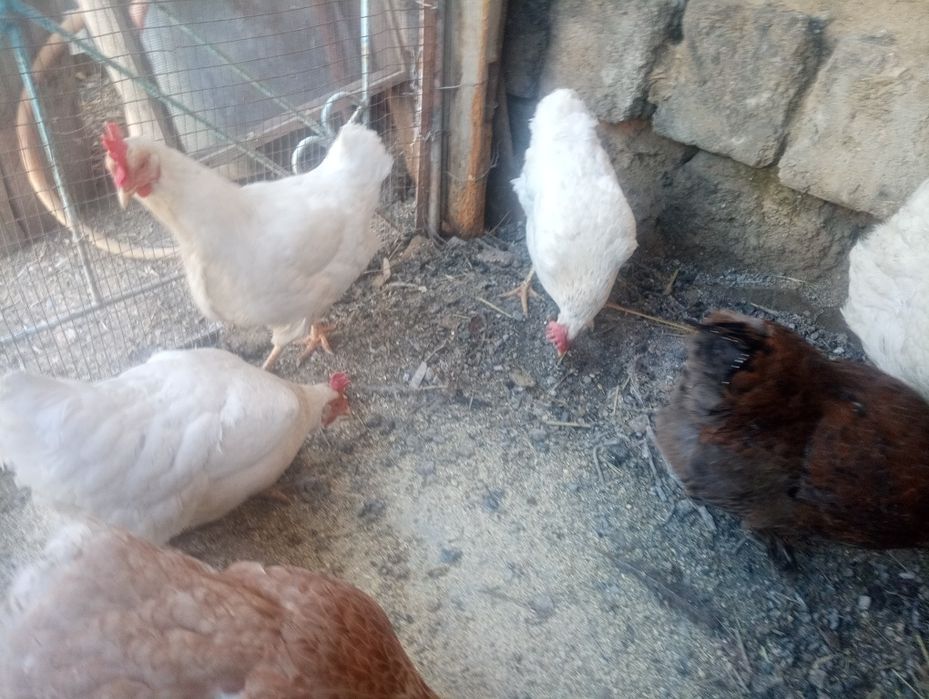 Тауық тауық тауық