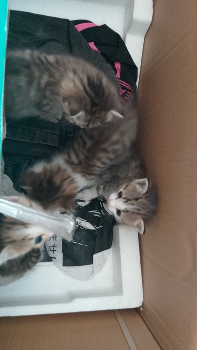 Отдам котят в добрые руки