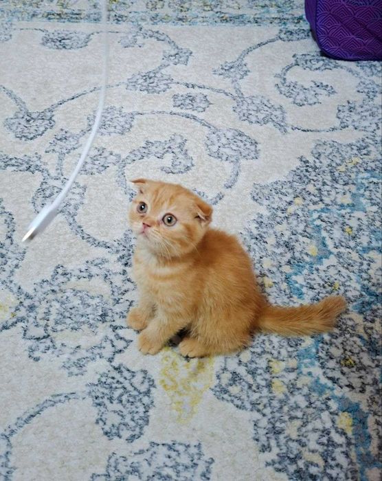 Вислоухая вислоухи(й)(е) котёнок кошк(а)(и) шотландски(е)(й) шотлан