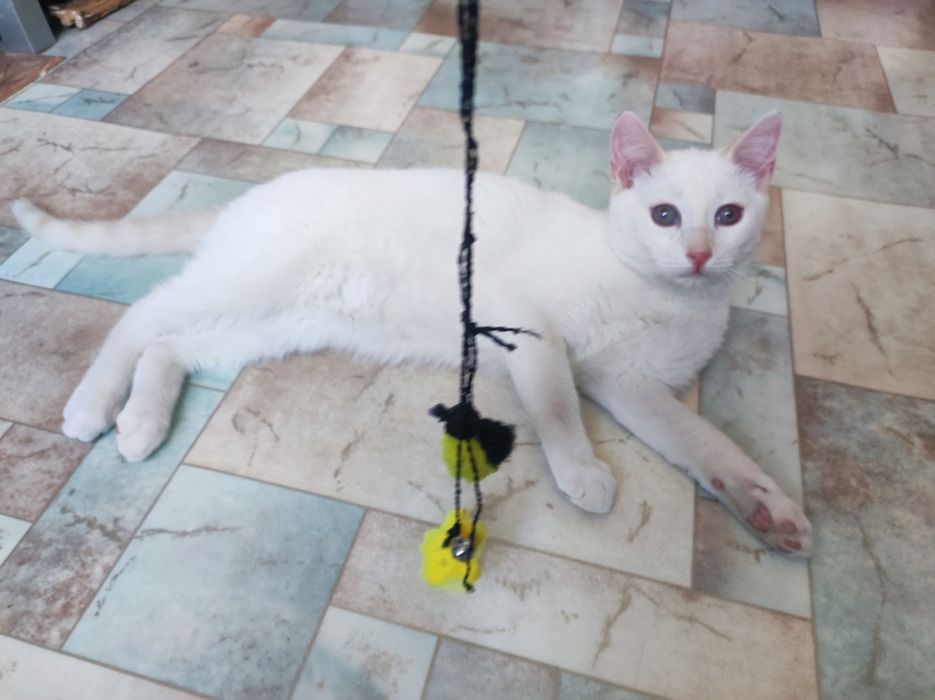 Котёнок мальчик 5месяцев