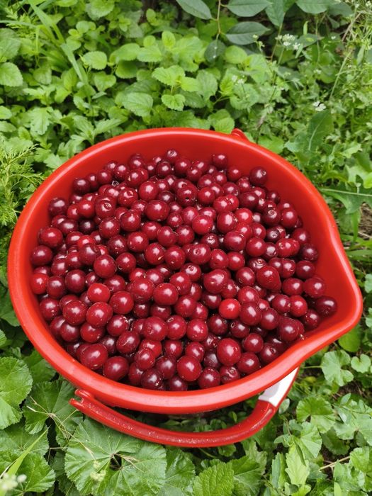 Продам вишню крупную