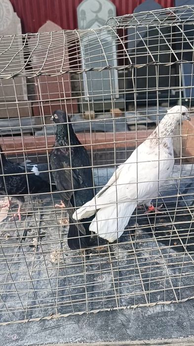 Голуби широхвостые