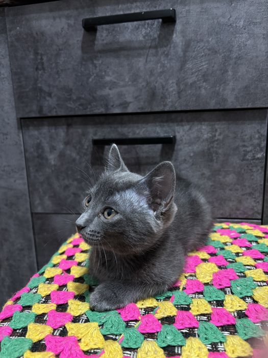 Отдам котёнка в добрые руки