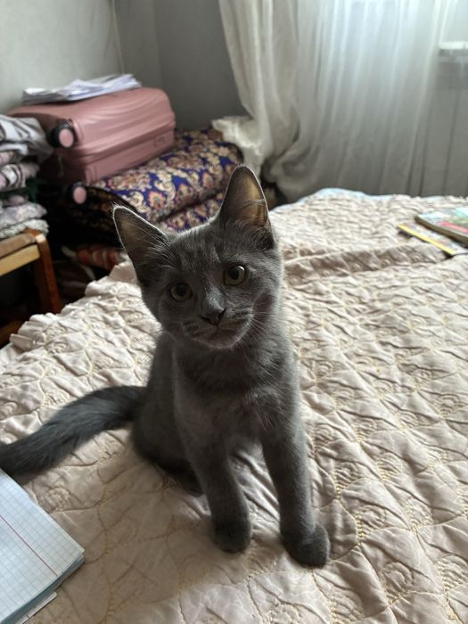 Котята пародистые
