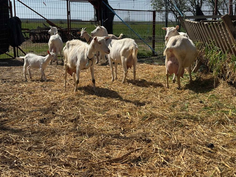 Vand  6 capre rasa Zane si un tap rasa Zane