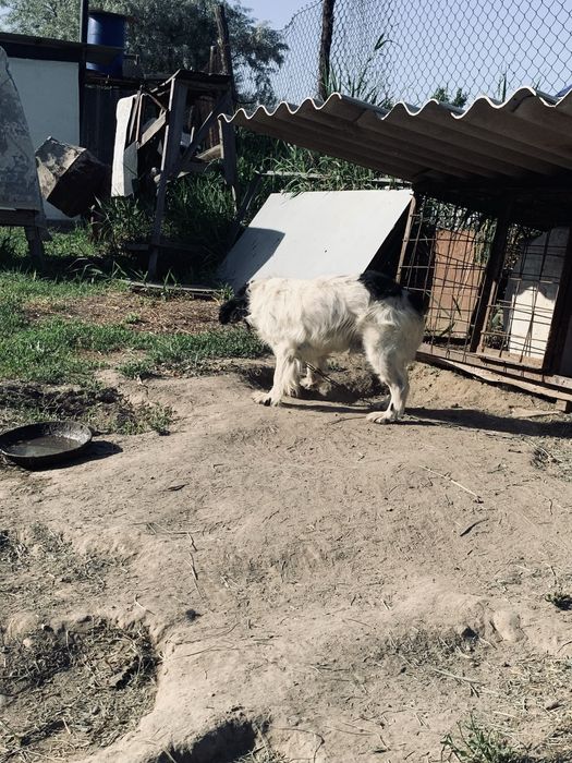 Продам  собаку охотничью