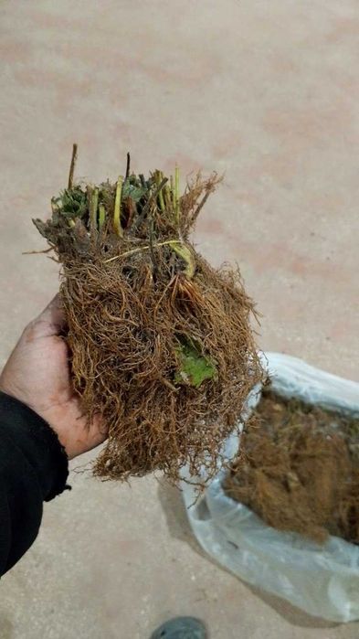 Cabrillo Frigo qulupnay ko‘chati / Рассада клубники Кабрилло Frigo