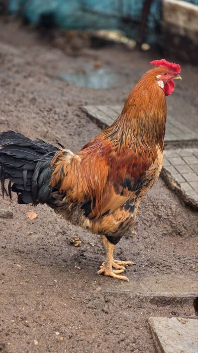 Петли различни породи.