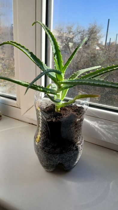 Комнатные растения.