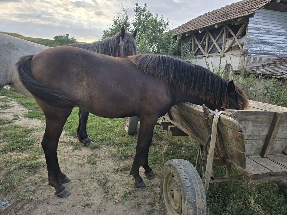 Mânză de 11 luni de vânzare